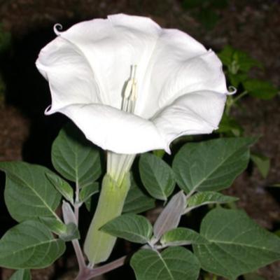 T2/37- Livro, A Erva do Diabo. Plantando o Broto da Planta Sagrada