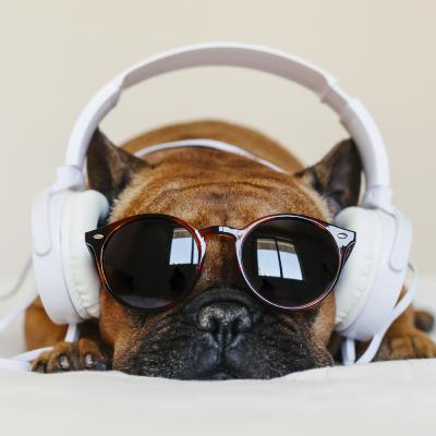Papo Pet Agrosolo: Vacinação