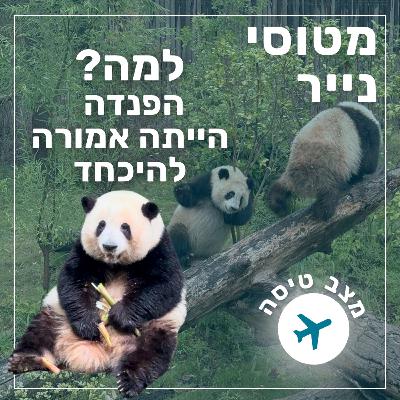 130- למה הפנדה הייתה אמורה להיכחד | מצב טיסה