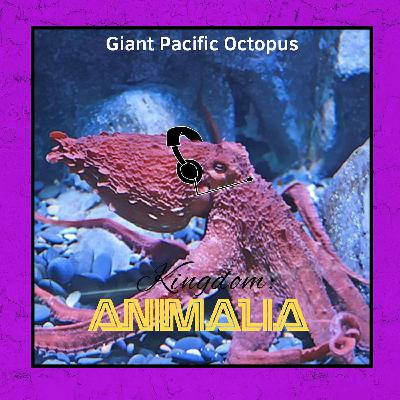 Giant Pacific Octopus