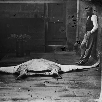 Gerard Krefft: A Saga of Science and Scandal