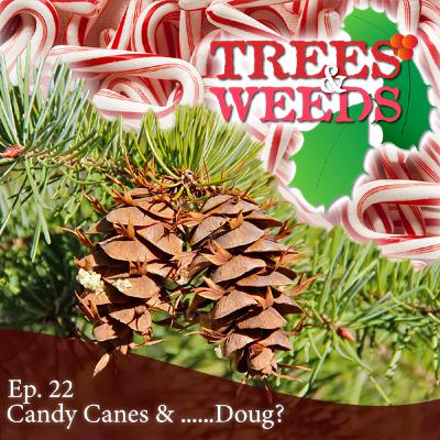 Ep. 22 - Candy Canes & Doug Ep. 22 - Candy Canes & Doug