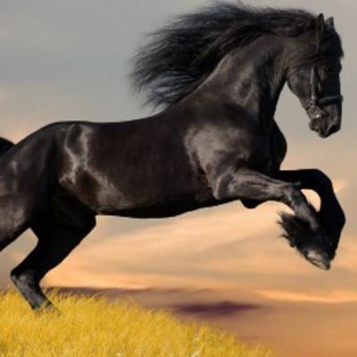 top 5 raza de caballo anormalmente enormes