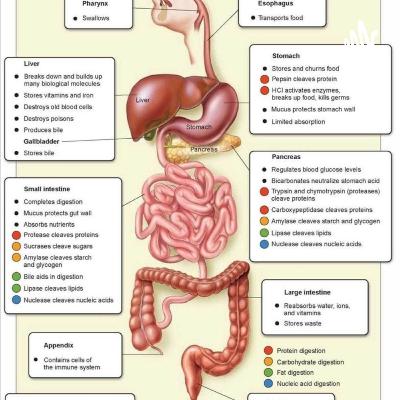 Synapse and type of neuron