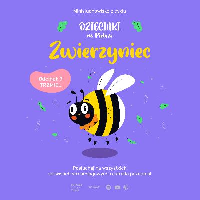 ZWIERZYNIEC: ODC 7 - TRZMIEL