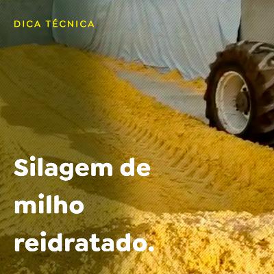 Silagem de milho reidratado Silagem de milho reidratado