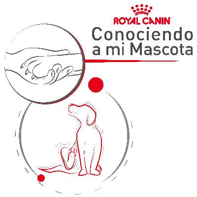 Alergia en mascotas