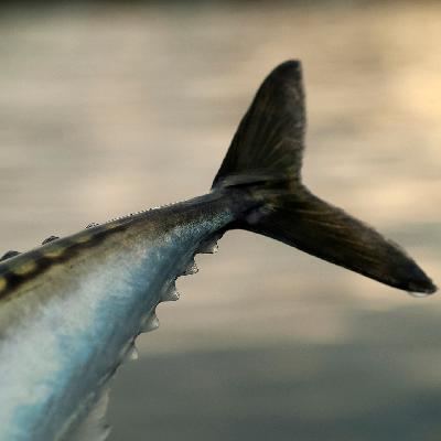 "Holy mackerel" "Holy mackerel"