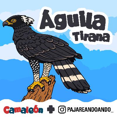 Águila tirana: la jefa del territorio Águila tirana: la jefa del territorio