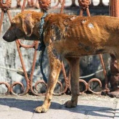 Día mundial de la protección de los animales