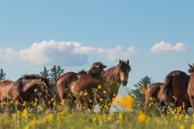 Naturpodden: Rewilding återskapar natur i Danmark