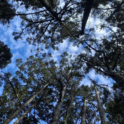 跟你森小孩 第 1 胎：阿之哥身世之謎