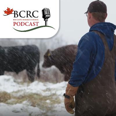 Episode 104: Take the Bull by the Horns