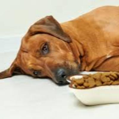 Chronic GI disease sharply on the rise in dogs