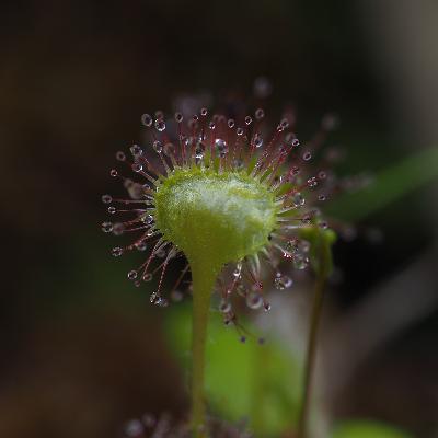 【4-2】「過酷な湿原で生きる食虫植物」湿原という生命体の一生　湿原編②