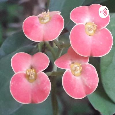 Introduction to morphology