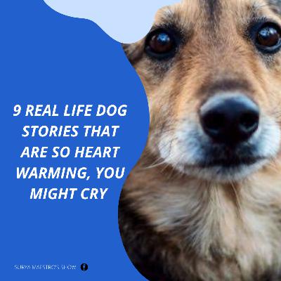 9 Real Life Dog Stories, that are heart warming to hear, for sure you might cry a little.