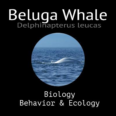 Beluga Whale - Biology, Behavior and Ecology