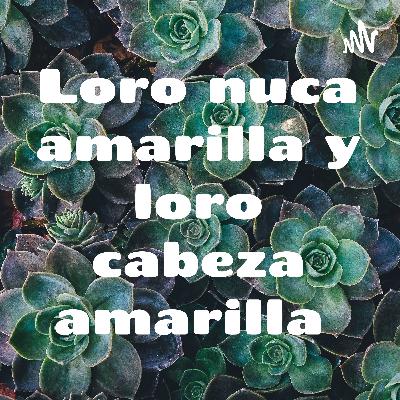 Loro nuca amarilla y loro cabeza amarilla