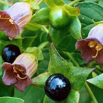 Belladonna