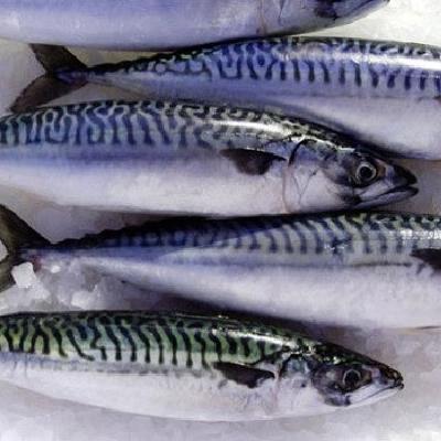 Skáin: Makrelævintýrið