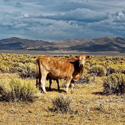 Kuhkultur: Cowboyhut, Rodeo und Veggie-Burger