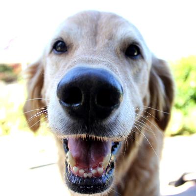 Can computers be truly conscious?