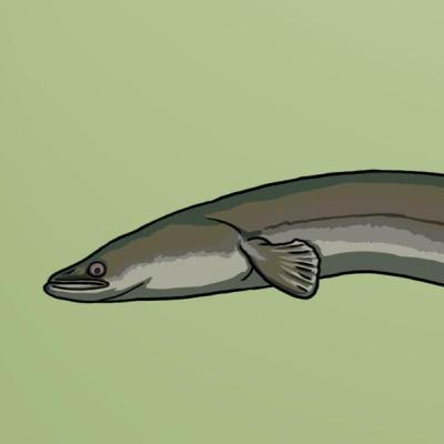 A Mystery of a Fish