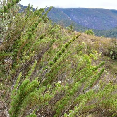 Neotropical Bamboos : What the &@#$ is Gregarious Monocarpy?