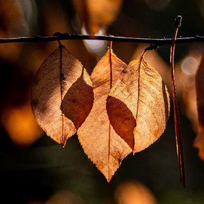 You Are Beech Tree Kin: "Each Branch Reaches to Other Branches  As The Gail Rises."