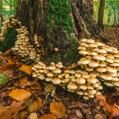 World Wide Varieties of Fascinating And Colorful Mushrooms World Wide Varieties of Fascinating And Colorful Mushrooms