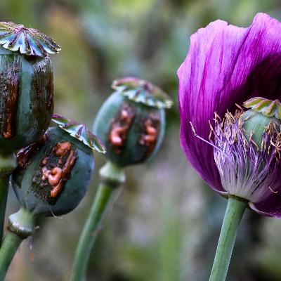 Opium poppy farming hits 10-year high in war-torn Myanmar