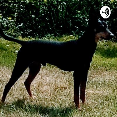 Træning af din hvalp af hundeinstruktør & adfærdskonsulent Barbara T. Andersen