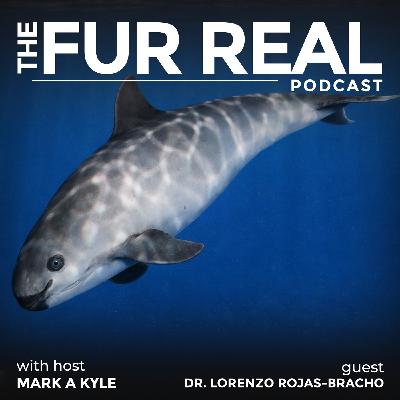 "VAQUITA the PANDA BEAR OF THE SEA" with Dr. Lorenzo Rojas-Bracho