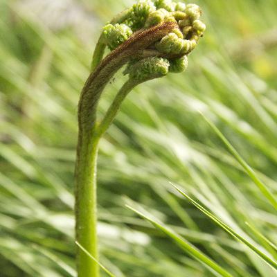 Beauty US - Dogs Die In Hot Cars (Wonabet Remix)