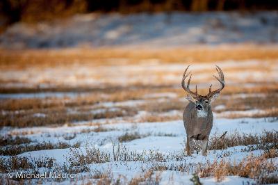 Ep. 151: Russ Austad- WTU: Education, Habitat & The Hunting Tradition
