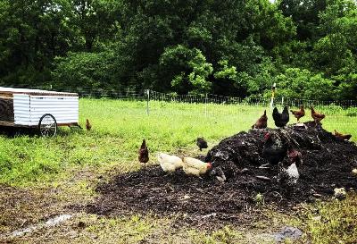 Running a No Till Market Garden - Challenges & Tips!