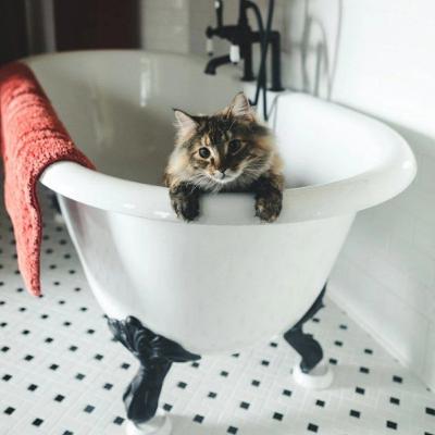 Котів купати не потрібно? Розвінчуємо міти про догляд улюбленців