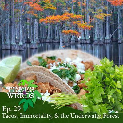 Ep. 29 - Tacos, Immortality & the Underwater Forest Ep. 29 - Tacos, Immortality & the Underwater Forest