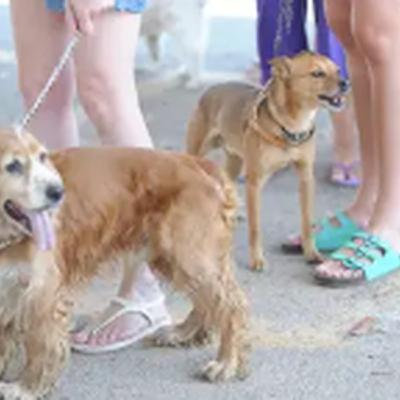 Cuidados com os cães durante  o verão