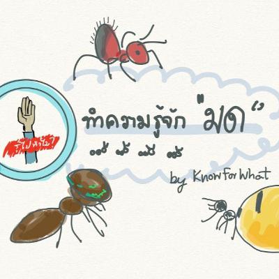 KFW004 มดแปลก ๆ ที่เราอยากให้รู้ 🐜 KFW004 มดแปลก ๆ ที่เราอยากให้รู้ 🐜