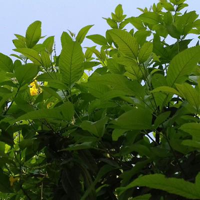 Lovely Birds singing in Morning