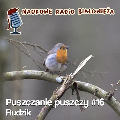 #16 Puszczanie Puszczy - Rudzik