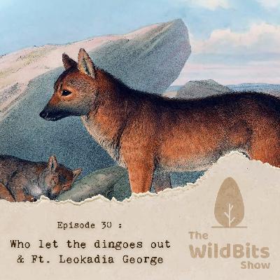 Who let the dingoes out & Ft. Leokadia George Who let the dingoes out & Ft. Leokadia George