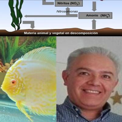 #9. Invitado Hiram Delgadillo- ciclado del acuario y experiencias en Acuariofilia.