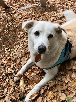 7 Interesting Facts About Dogs!