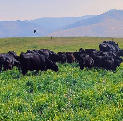 august 2025 august 2025