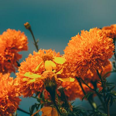 "For the Sake of the Joy," by Nathan Meckley "For the Sake of the Joy," by Nathan Meckley