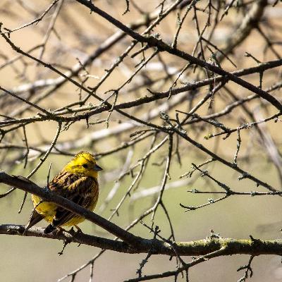 Artenvielfalt - Die Weltgemeinschaft ringt um den Schutz der Biodiversität