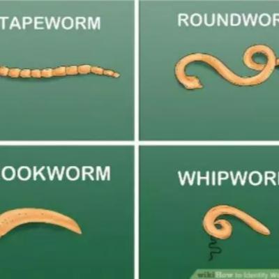 Intestinal Parasites